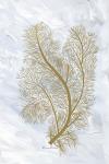 Feathery Sea Fern I