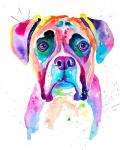 Colorful Boxer