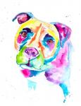 Colorful Pitbull