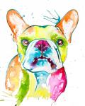 Colorful Frenchie