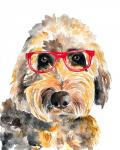 Goldendoodle in Glasses