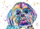 Casper the Shih Tzu