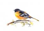 Baltimore Oriole