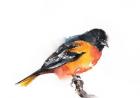 Baltimore Oriole II