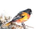 Baltimore Oriole III