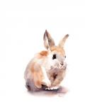 BB Bunny
