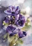 Aubergine Dream