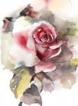 A Rose is Still a Rose