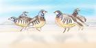 Partridges