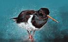 Oyster Catcher