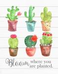 Bloom Where You Are Planted