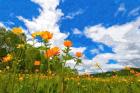 California Poppies