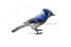 Blue Jay