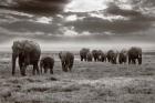 Amboseli elephants