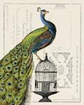 Peacock Birdcage I