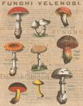 Funghi Velenosi I