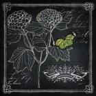 Chalkboard Botanical I