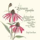 Echinacea