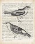 Vintage Birds on Newsprint