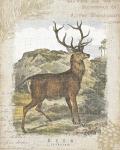 Woodland Stag I