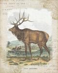 Woodland Stag II