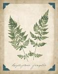 Vintage Ferns VII