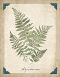 Vintage Ferns IX