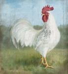 Noble Rooster I Vintage No Border