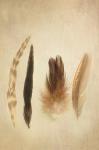 Feathers I
