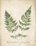 Vintage Ferns VII no Border