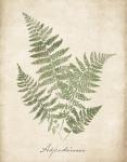 Vintage Ferns IX no Border