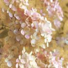 Gilded Hydrangea I