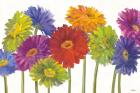 Colorful Gerbera Daisies