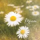 Daisy Dreams