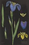 Iris Chart