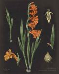 Gladiola Chart Crop