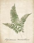 Vintage Ferns X no Border