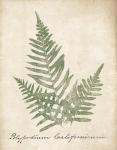 Vintage Ferns XI no Border