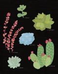 Succulent Chart IV