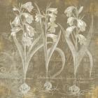 Flower Lines I
