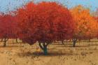 Orange Trees II