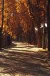 Pere La Chaise