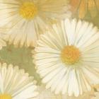 Daisy Story Square I