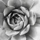 Garden Succulent II