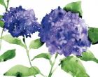 Bright Hydrangeas