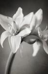 White Amaryllis I