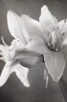 White Amaryllis II