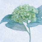 Blue Hydrangea II