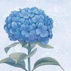 Blue Hydrangea III