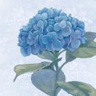 Blue Hydrangea IV